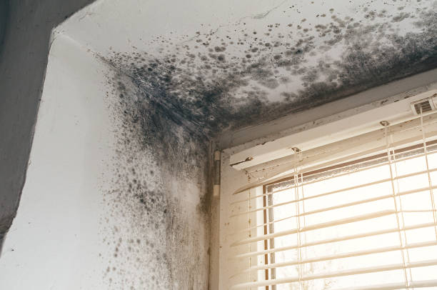 Affordable Basement Mold Removal solutions in Mcdaniel, MD